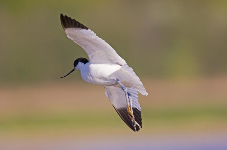 An avocet in flight (RSPB/PA) (PA Media)