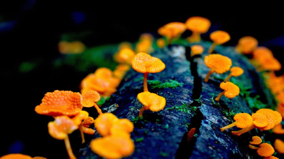 An invasive orange pore fungus called Favolaschia calocera poses unknown ecological consequences for Australia's ecosystems. - Cornelia Sattler
