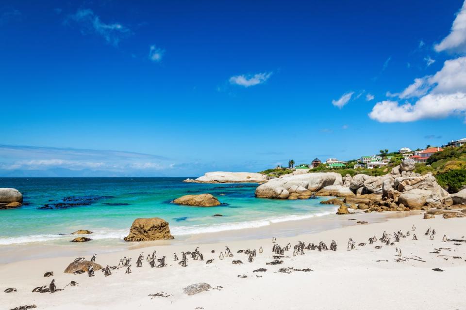 South Africa, home to the penguins of Boulders Beach, has now dropped all Covid rules (Getty Images/iStockphoto)