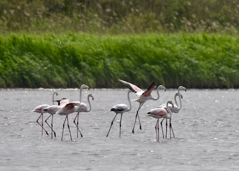 Flamingos on Corfu - Credit: GETTY