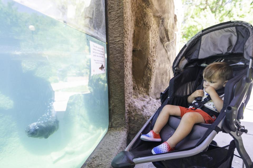Liam Cover, 2, watches a river otter swim by during a trip to the Pueblo Zoo.