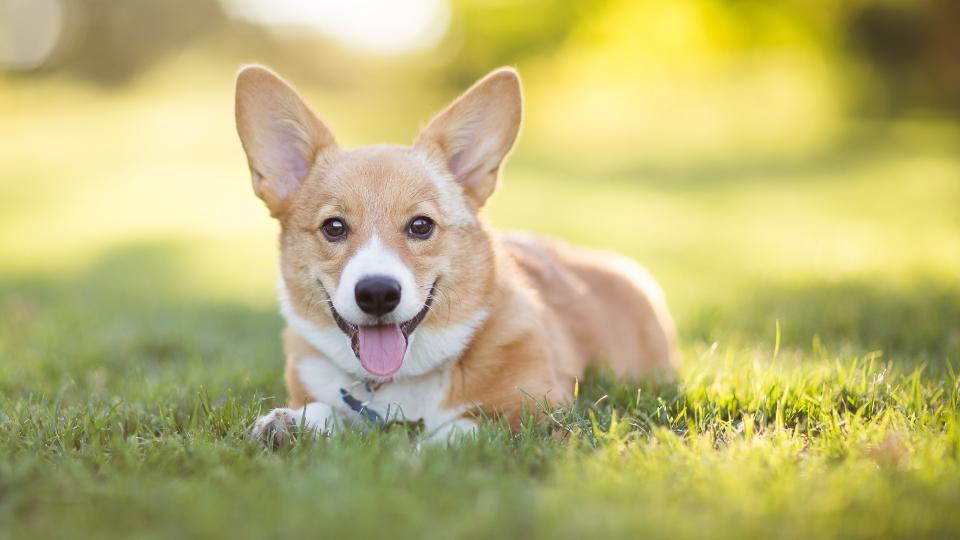 10. Pembroke Welsh Corgi