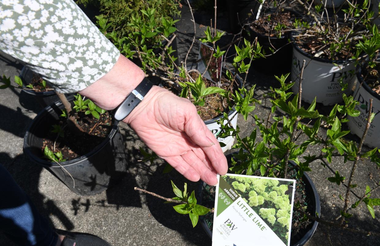 Ann Foster Viehman of Foster's Garden Center in Spartanburg. Foster's Garden Center is a family owned business that has been in Spartaburg more than 50 years. Viehman gives easy tips on how to care for plants.