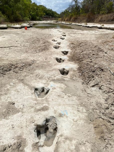 PHOTO: Dinosaur tracks from around 113 million years ago have been discovered in Dinosaur Valley State Park State Park after severe drought conditions dried up a riverbed. (Dinosaur Valley State Park/AFP via Getty Images)