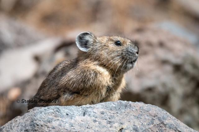 Cascades Pika Watch