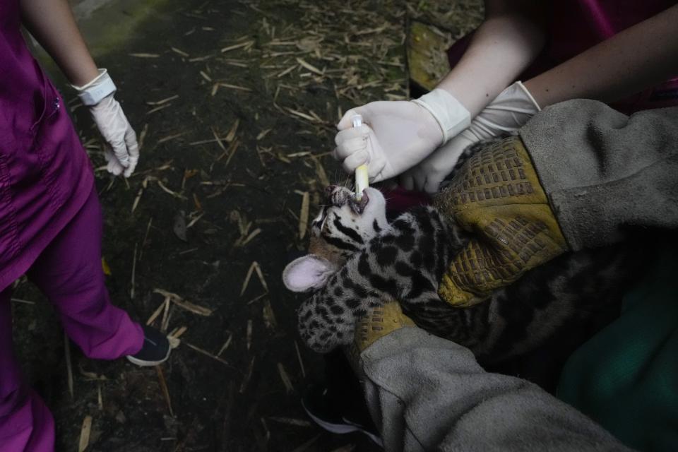 An ocelot is given medical care as he is prepared to be released back into the wild, at a Ministry of the Environment rehabilitation center in Panama City, Wednesday, Sept. 28, 2022. The center protects wildlife rescued from illicit trafficking networks. (AP Photo/ArnulfoeFranco)