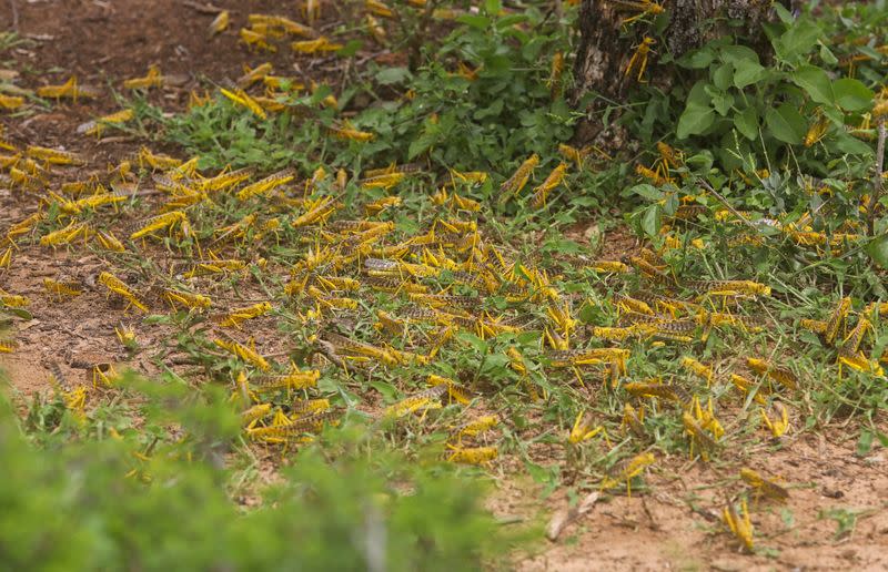 Desert locusts are seen on the vegetation in a grazing land on the outskirt of Daynile district of Mogadishu