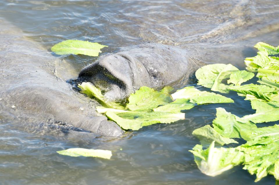 Biologists have been feeding romaine lettuce to manatees to prevent a mass starvation that's been going on in the Indian River Lagoon for more than a year.