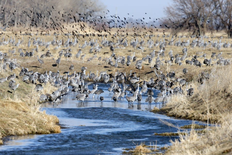 A flock of birds fly over sandhill cranes in a pond near Newark, Neb., Thursday, March 15, 2018. Huge numbers of sandhill cranes stop in the Platte River basin for rest and food before resuming their migration north. (AP Photo/Nati Harnik)