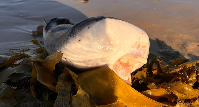 The elusive blobfish! - Picture of Behind the Scenes at Sydney