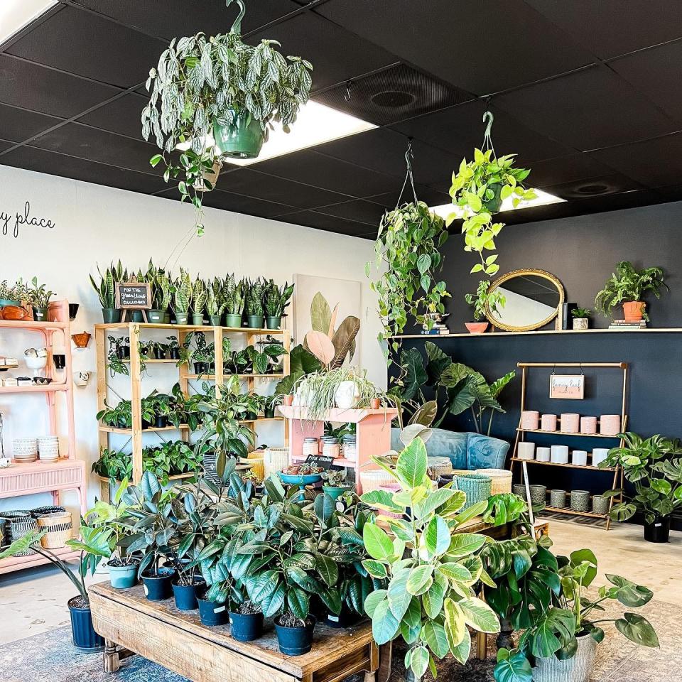 Fancy Leaf Plant Co. in Parrish offers a variety of houseplants and decor for customers.