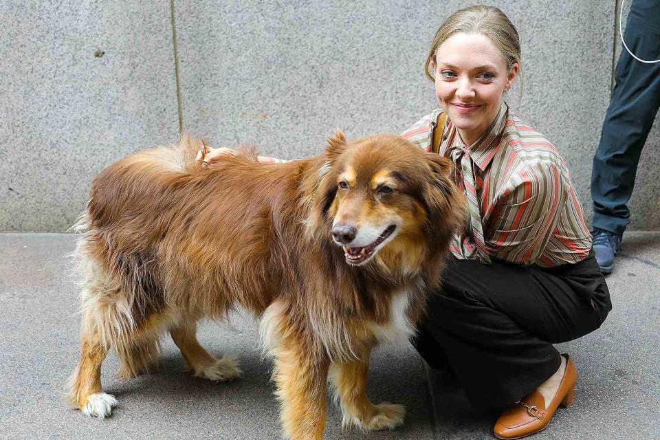 <p>Jose Perez/Bauer-Griffin/GC Images</p> Amanda Seyfried celebrated her dog Finn