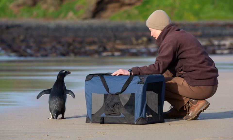 The penguin is released back into the wild at Phillip Island.