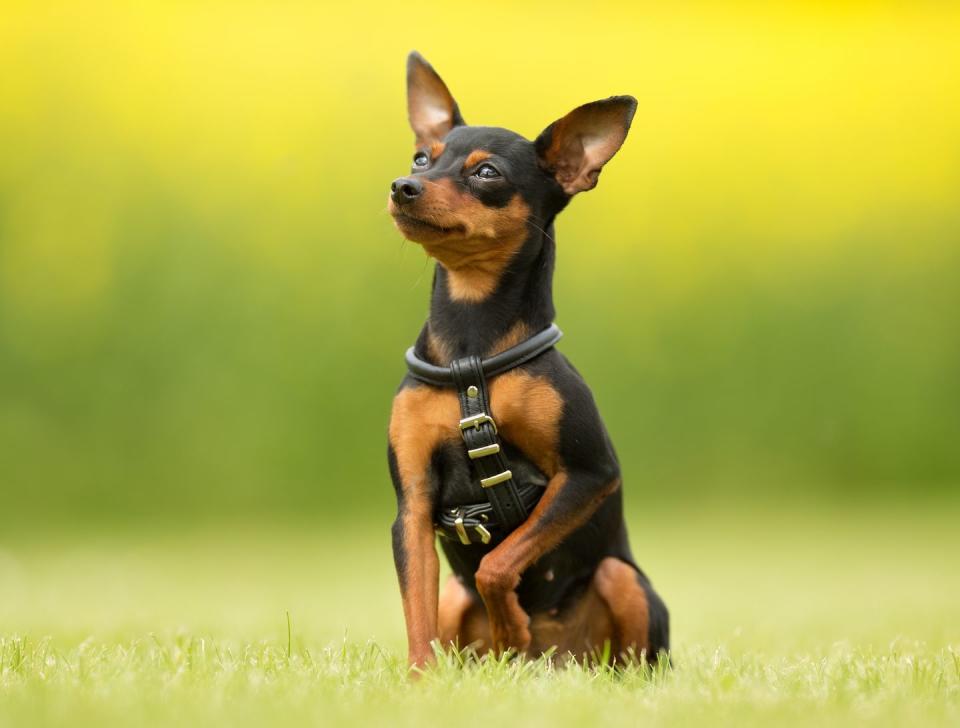 <p>Fearless and proud, <a href="https://www.akc.org/dog-breeds/miniature-pinscher/" rel="nofollow noopener" target="_blank" data-ylk="slk:this tiny dog has loads of self confidence;elm:context_link;itc:0;sec:content-canvas" class="link ">this tiny dog has loads of self confidence</a>. The Miniature Pinscher reaches 1o to 12 inches and weighs just 8 to 10 pounds. But don't tell them that: These little dogs have bold personalities, high-stepping gaits, and plenty of charm. They're okay (not great) with kids, but they definitely need plenty of activity to keep them out of trouble. </p><p>RELATED: <a href="https://www.womansday.com/life/pet-care/g41742424/best-interactive-dog-toys/" rel="nofollow noopener" target="_blank" data-ylk="slk:20 of the Best Interactive Dog Toys to Keep Your Pup Busy When You Need It Most;elm:context_link;itc:0;sec:content-canvas" class="link "><strong>20 of the Best Interactive Dog Toys to Keep Your Pup Busy When You Need It Most</strong></a></p>