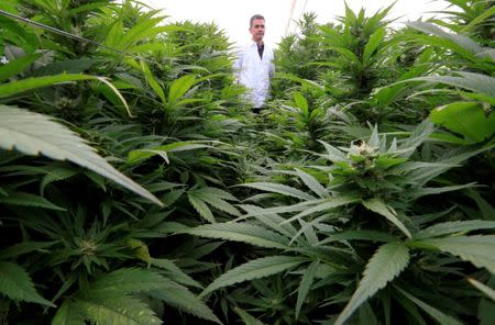 Marcelo Antunes de Siqueira, director of operations at Pharmacielo, reviews a marijuana crop for medicinal uses in Rionegro, Colombia March 2, 2018. REUTERS/Jaime Saldarriaga