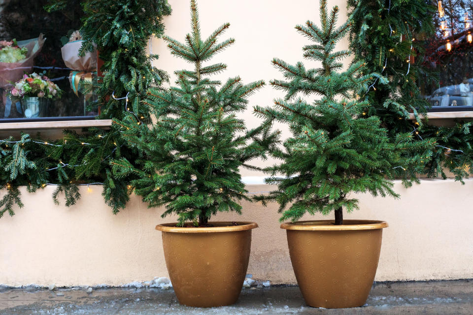 Wir geben Ihnen ein paar Tipps und Tricks, damit Ihr Baum in Topf bis zum nächsten Weihnachtsfest überlebt. (Bild: Getty Images)