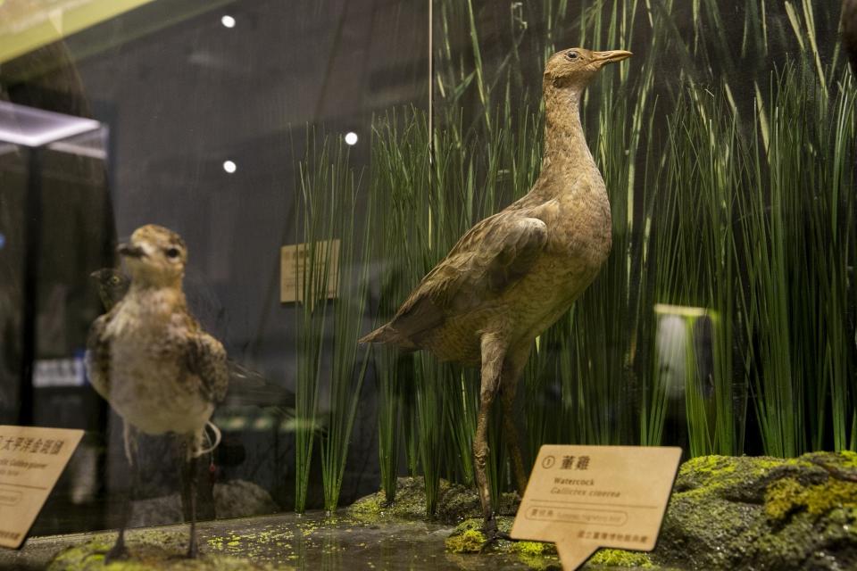 「董雞」在臺灣屬於稀有的夏候鳥，雄鳥在繁殖期間常發出「董、董、董」像擊鼓的鳴叫聲，因此又被農民稱之為「田董」。