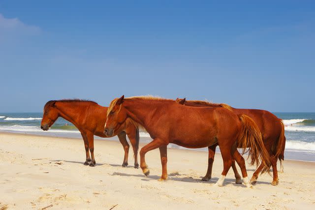 Jonathan W. Cohen / Getty Images Wild horses roam freely at Assateague Island beach, a long barrier island off the Atlantic Coast in the state of Maryland.
