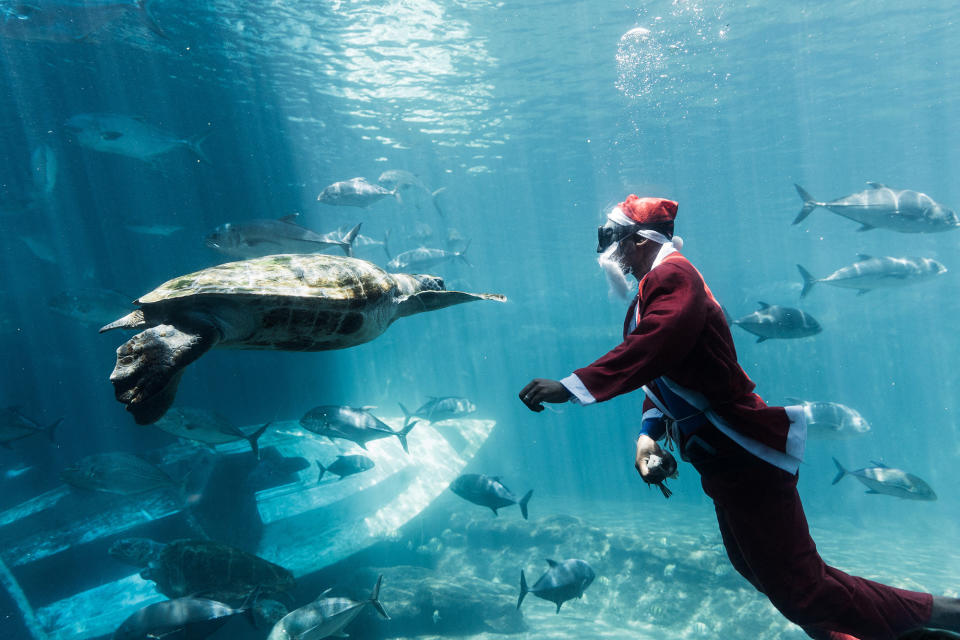 Diver Jerry Ntombela, dressed as Santa, feeds a sea turtle at uShaka Marine World in Durban, South Africa, on Dec. 20.