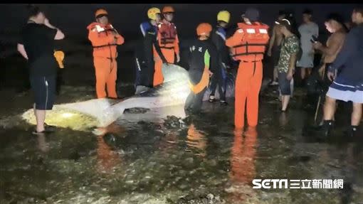 豆腐鯊擱淺綠島睡美人海灘，一度獲救回到大海，但不久後傳出死訊。（圖／海巡署東部分署第一三岸巡隊提供）