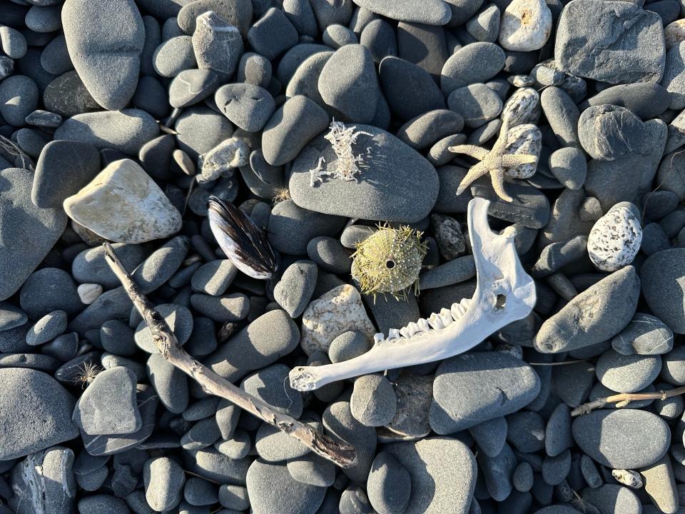 A deer jaw bone and remains of a sea urchin are among items on a beach on Kodiak Island, Alaska.