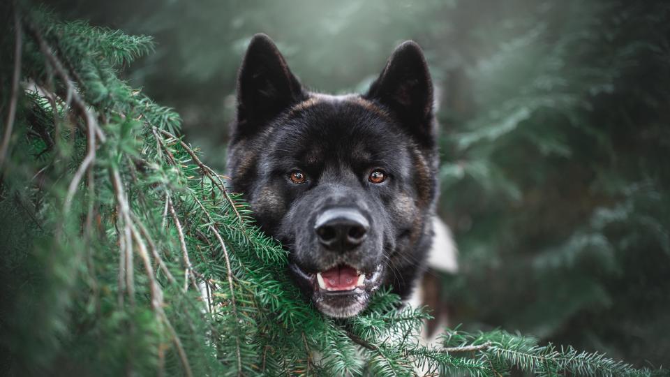 Portrait of akita dog standing behind pine tree