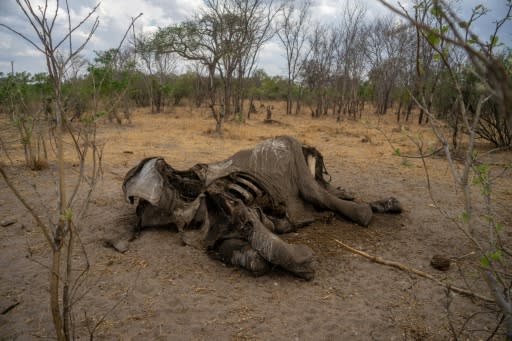 Taken on November 12, 2019 it shows the carcass of an elephant that succumbed to drought in the Hwange National Park, in Zimbabwe
