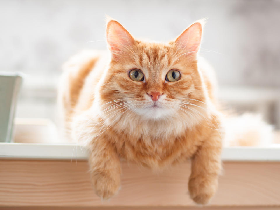 Orange cat in loaf position with arms draped