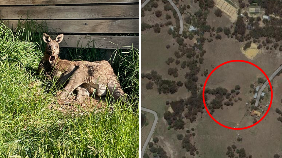 Left - A mum found the kangaroo with its jaw shot off, leaning against a shed. Right - a red circle around the location of the town where the kangaroo was found.