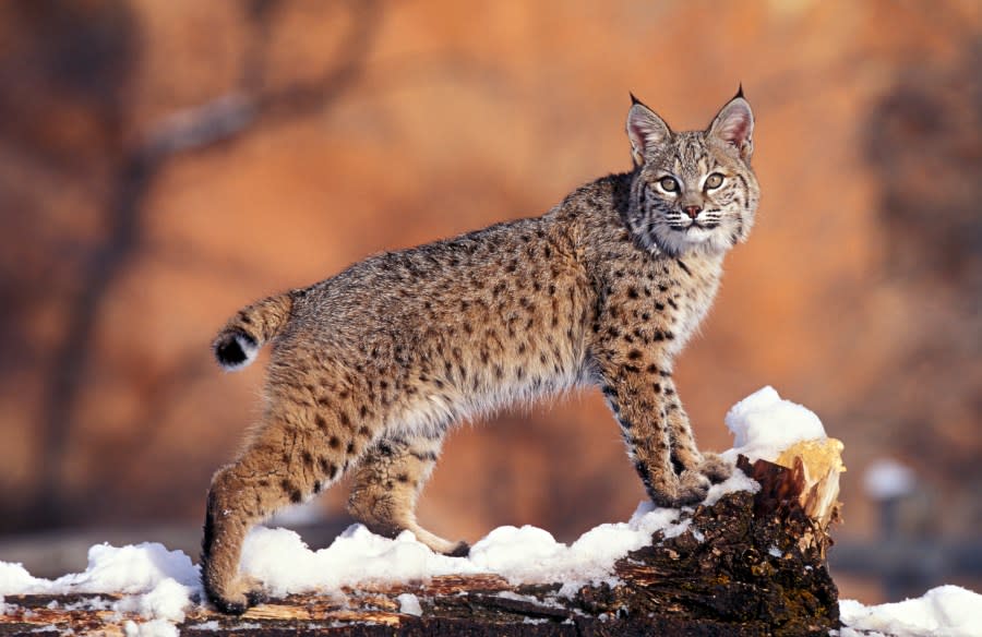 Bobcat, Felis rufus, Uinta National Forest, Utah, USA