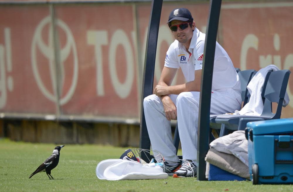 A magpie intimidates the England Test cricket captain Alastair Cook at the Waca ground in Perth.