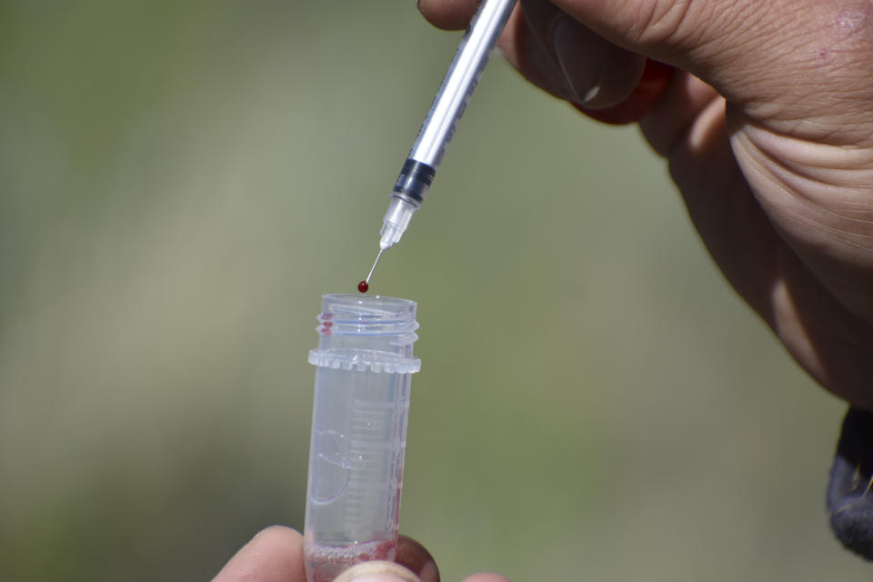 A droplet of blood from a young golden eagle is put into a vial by researcher Bryan Bedrosian with the Teton Raptor Center, after the bird was temporarily captured at a nesting site on Wednesday, June 15, 2022, near Cody, Wyo. Lead poisonings are a significant cause of golden and bald eagle deaths. (AP Photo/Matthew Brown)