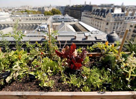 Planter boxes are seen on the 700 square metre (7500 square feet) rooftop of the Bon Marche, where the store's employees grow some 60 kinds of fruits and vegetables such as strawberries, zucchinis, mint and other herbs in their urban garden with a view of the capital in Paris, France, August 26, 2016. REUTERS/Regis Duvignau