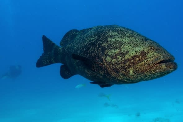 Goliath grouper fish eats 4ft shark whole