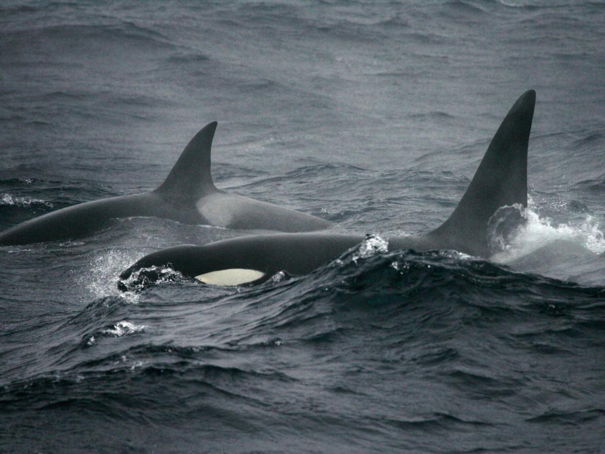 Some killer whales have such high levels of pollutants in their system that their bodies would be classified in some countries as toxic waste: AFP