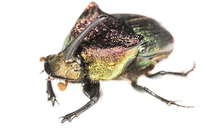 A male rainbow scarab dung beetle (<em>Phanaeus vindex</em>). Dan Mele, <a href="http://creativecommons.org/licenses/by-nd/4.0/" rel="nofollow noopener" target="_blank" data-ylk="slk:CC BY-ND;elm:context_link;itc:0;sec:content-canvas" class="link ">CC BY-ND</a>