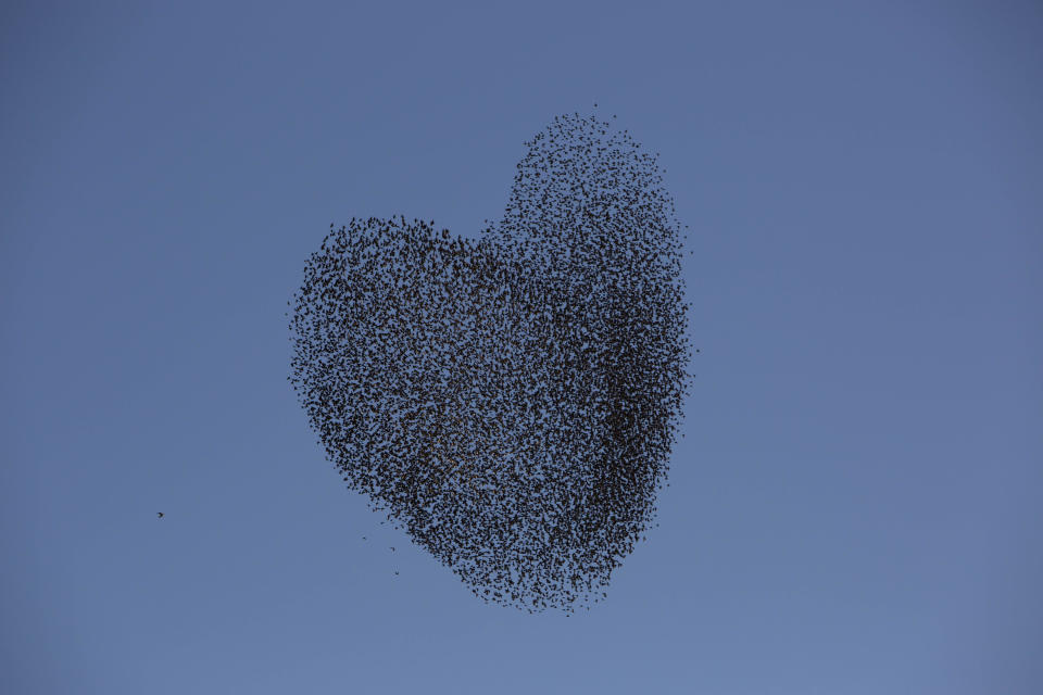 <p>A flock of migrating starlings flies over the southern Israeli village of Tidhar, Feb. 12, 2014. (Photo: Oded Balilty/AP) </p>