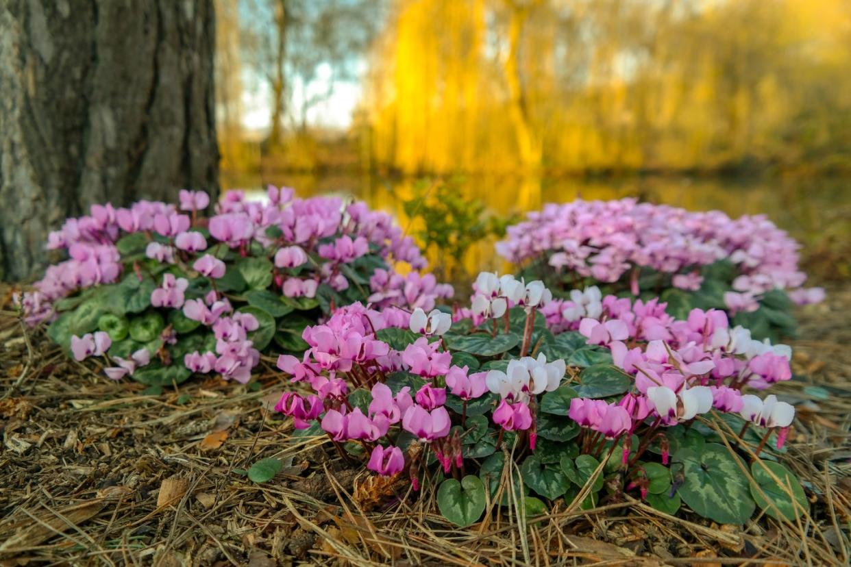 winter flowers cyclamen