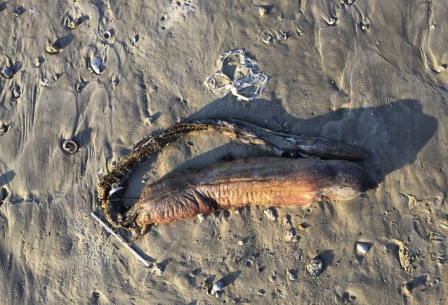 The dead beast was identified as a fangtooth snake eel by a specialist. Source: Twitter/Preeti Desai