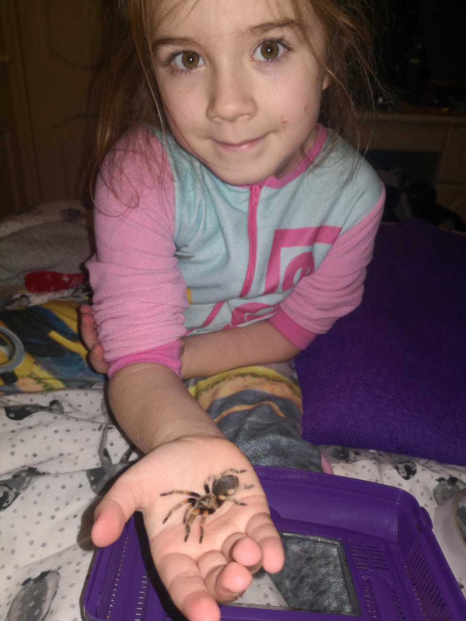 Meet the eight-year-old conservationist who loves spiders so much that she shares her bedroom - with more than 50 of them. Hollie Greenhalgh also keeps two snakes and a scorpion as well as enclosures full of millipedes, grasshoppers, cockroaches and snails in her own impressive mini zoo. The exotic pets are kept in separate enclosures and Hollie spends around three hours every weekend feeding them all. The youngster, who aspires to be the next David Attenborough, hosts her own educational YouTube channel which has more than 6,000 subscribers.