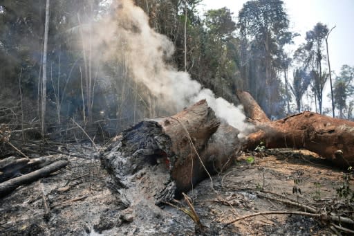 Smoke billows from a burning tree trunk near Porto Velho, in the western-central Brazilian Amazon basin state of Rondonia