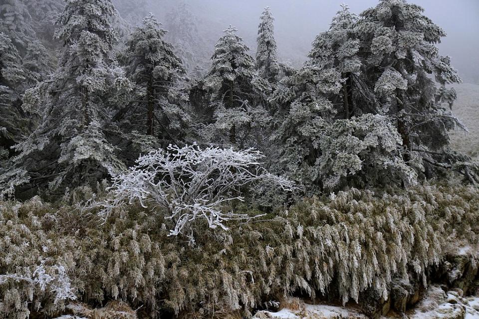 合歡山雪景 (Photo by X917052x, License: CC BY-SA 4.0, Wikimedia Commons提供)