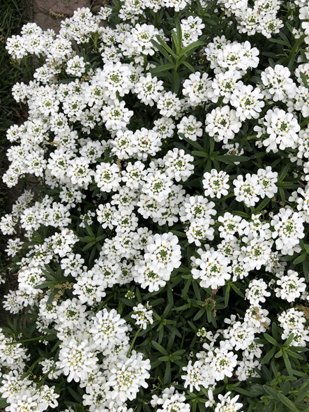 Candytuft is an attractive white groundcover.
