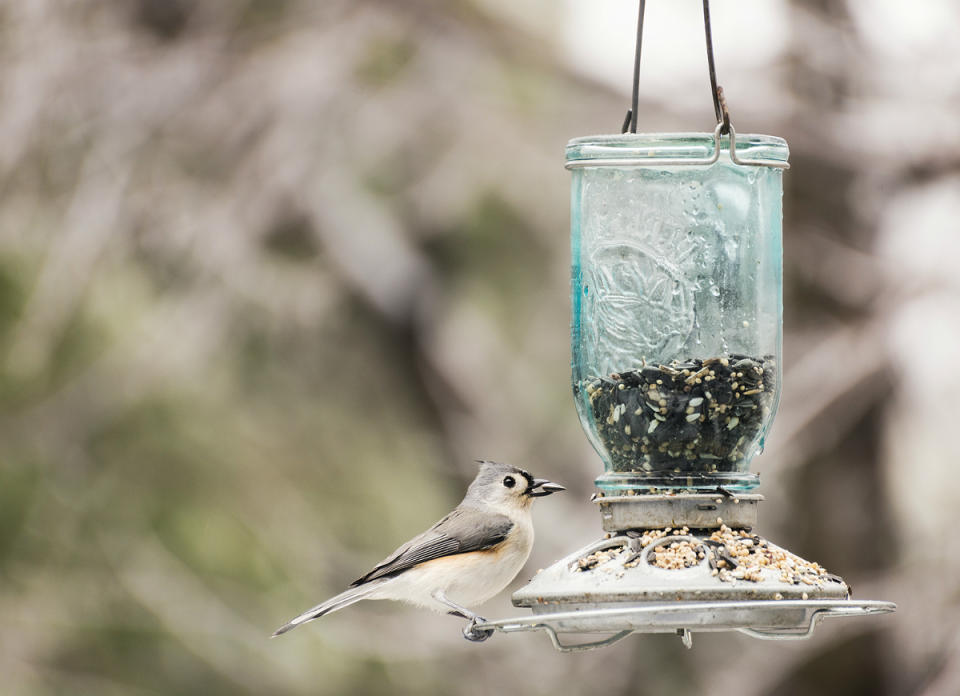 <body> <p>Keep your feathered friends’ feeding station spotless by regularly sanitizing bacteria-laden bird feeders. Remove the bird feeder components and soak them in a solution of equal parts water and <a rel="nofollow noopener" href=" http://www.bobvila.com/slideshow/10-handy-household-uses-for-vinegar-46029?bv=yahoo" target="_blank" data-ylk="slk:vinegar;elm:context_link;itc:0;sec:content-canvas" class="link ">vinegar</a>. Reassemble the parts and keep the feeder filled to feed local birds as they prepare to fly south for the winter.</p> <p><strong>Related: <a rel="nofollow noopener" href=" http://www.bobvila.com/articles/pro-tips-5-ways-to-bring-songbirds-to-your-backyard/?bv=yahoo" target="_blank" data-ylk="slk:Pro Tips: 5 Ways to Bring Songbirds to Your Backyard;elm:context_link;itc:0;sec:content-canvas" class="link ">Pro Tips: 5 Ways to Bring Songbirds to Your Backyard</a> </strong> </p> </body>