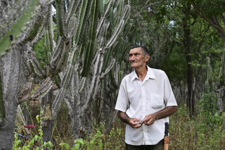 Alcides Peixinho Nascimento walks through his plantation of mandacaru (Pablo PORCIUNCULA)