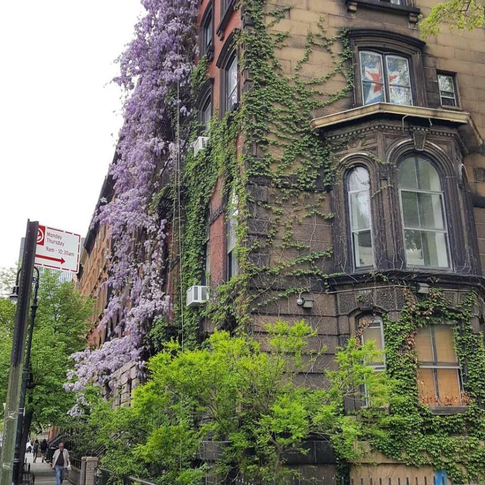 The iconic wisteria that decorates the facade of a Stuyvesant Street brownstone has grabbed the local spotlight. Facebook/City Rover Walks NY