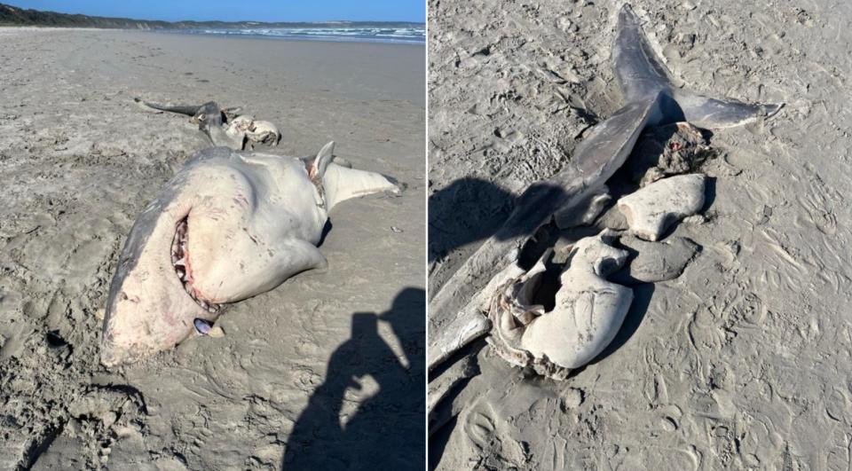 Two pictures of the great white shark that stranded on beach in southwestern Australia.