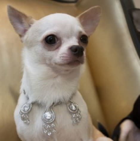 Bejeweled dog