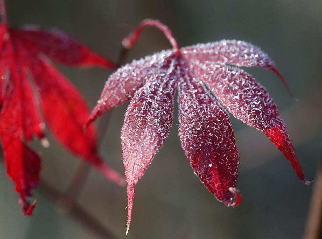 The first frost of the season hits the South Shore. temperatures got into the 20's in some areas like Marshfield which left a layer of frost crystals on plants and leaves. Tuesday November 15, 2022.