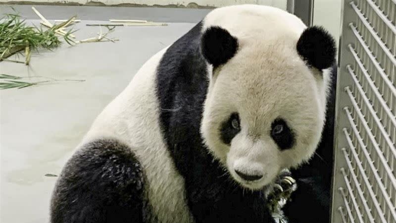 團團的病況從10月16日開始走下坡，各界都相當關心。（圖／動物園提供）